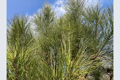 10 Fm 787, Saratoga, TX 77585 - Photo 10