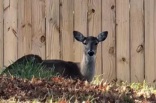 601 Hillcrest Circle, Huntsville, TX 77340 - Photo 6