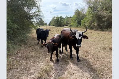 33450 Howell Road, Waller, TX 77484 - Photo 20