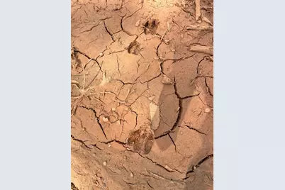 462 Timber Rd, Livingston, TX 77351 - Photo 4