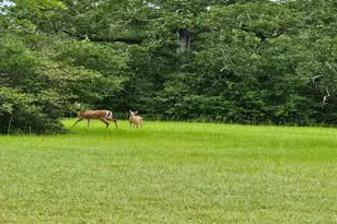 5924 Wild Horse Run, College Station, TX 77845 - Photo 6