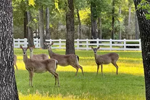 15216 Saddlewood Dr, Conroe, TX 77384 - Photo 10