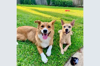 1436 W 24th Street, Houston, TX 77008 - Photo 6