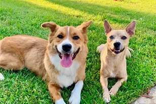 1436 W 24th St, Houston, TX 77008 - Photo 6