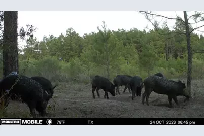 Tract 171 Calhoun Ct, Lovelady, TX 75851 - Photo 20