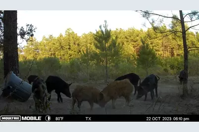 Tract 171 Calhoun Ct, Lovelady, TX 75851 - Photo 24