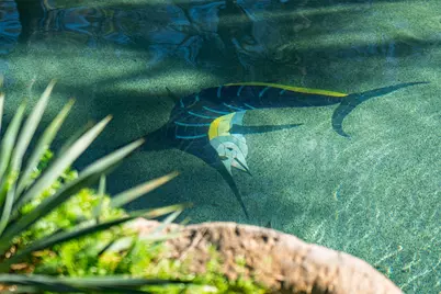 74 Blackstar Place, The Woodlands, TX 77382 - Photo 42