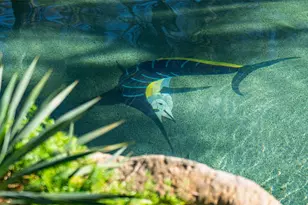 74 Blackstar Pl, The Woodlands, TX 77382 - Photo 42