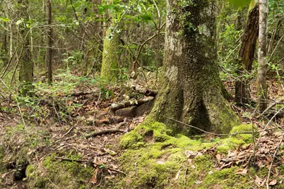Tbd Fm 770, Kountze, TX 77625 - Photo 4