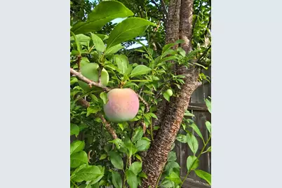 24642 Cornell Park Lane, Katy, TX 77494 - Photo 50