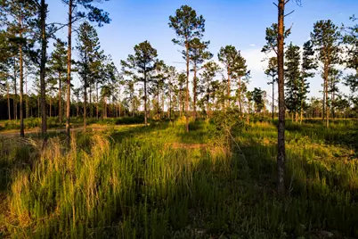 Tbd Lot 4 Fm 1276, Livingston, TX 77351 - Photo 4