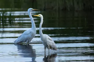 633 Quintana Roo Pl, Seabrook, TX 77586 - Photo 22