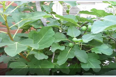 11423 Wickersham Lane, Houston, TX 77077 - Photo 28