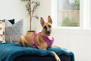 625 Piney Point Rd, Houston, TX 77024 - Photo 14