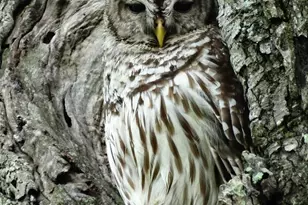 2810 Precinct Line Rd, Richmond, TX 77406 - Photo 44