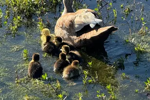 16180 Oak Lawn Dr, Splendora, TX 77372 - Photo 46