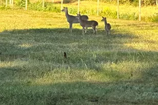 313 Roy Rd, Wallisville, TX 77597 - Photo 38