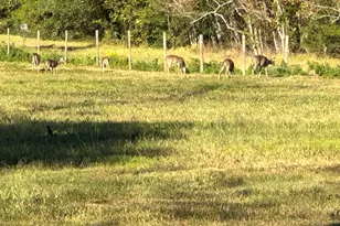 313 Roy Rd, Wallisville, TX 77597 - Photo 36