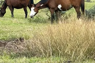 923 Y. U. Jones Rd, Richmond, TX 77469 - Photo 48