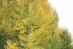 13915 Early Dew Ct, Houston, TX 77045 - Photo 18