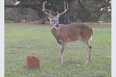 802 Comanche Trail Drive, Rosharon, TX 77583 - Photo 8