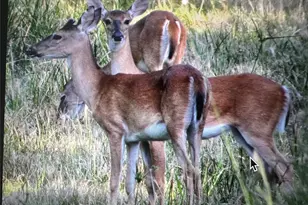 11694 Grand N Rd, Willis, TX 77378 - Photo 6