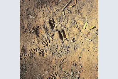 00000 Cr 102, Leona, TX 75850 - Photo 10