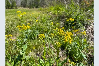 Tbd Fm 946, Coldspring, TX 77331 - Photo 24