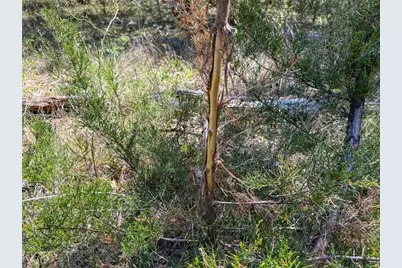 Tbd Fm 946, Coldspring, TX 77331 - Photo 36