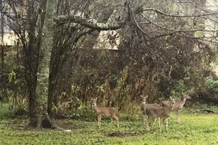 2703 Peninsulas, Missouri City, TX 77459 - Photo 46