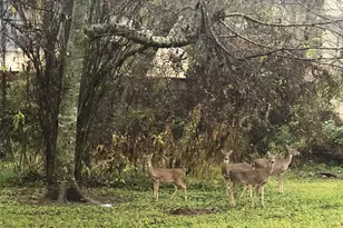 2703 Peninsulas, Missouri City, TX 77459 - Photo 46