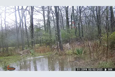 1204 Mangum Road, Livingston, TX 77351 - Photo 16