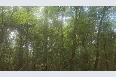 Lot 1 Thornwood Drive, Plantersville, TX 77363 - Photo 6