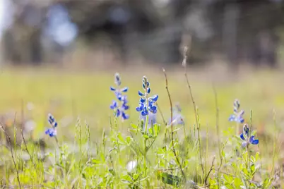 1746 County Road 103, Columbus, TX 78934 - Photo 34