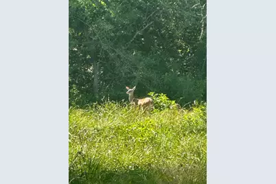 Tract 174 Pr 1311, Centerville, TX 75833 - Photo 8