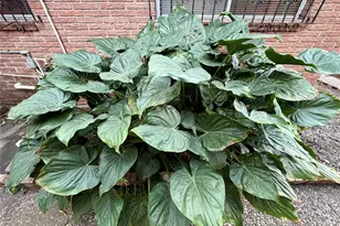 7007 Avenue F, Houston, TX 77011 - Photo 34