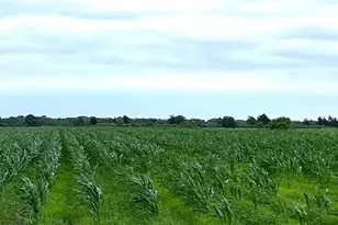 00 County Rd 390, El Campo, TX 77437 - Photo 1