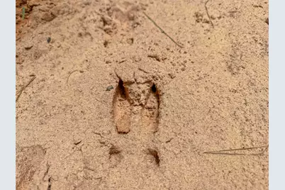 398 County Road 172, Jasper, TX 75951 - Photo 6