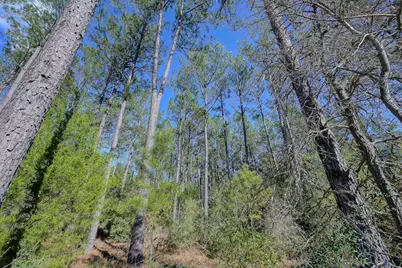 15688 Wooded Trail Way, Willis, TX 77378 - Photo 8