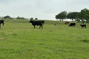 5848 Mieth Rd, Sealy, TX 77474 - Photo 14