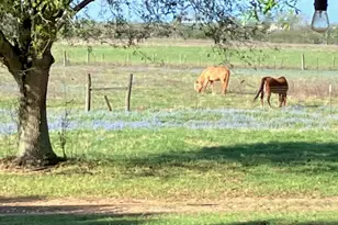 5848 Mieth Rd, Sealy, TX 77474 - Photo 26