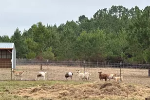 707 Bill Rasbeary Rd, Woodlake, TX 75865 - Photo 12