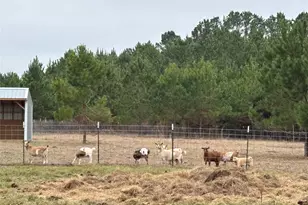 707 Bill Rasbeary Rd, Woodlake, TX 75865 - Photo 12