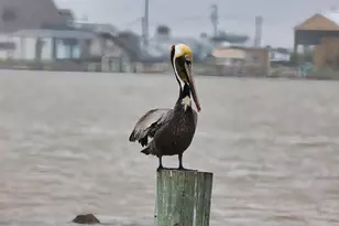 2426 Cr 297, Sargent, TX 77414 - Photo 30