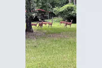 147 Pine Trail, Trinity, TX 75862 - Photo 8