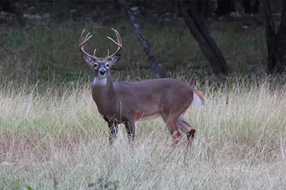2055 Island View, Canyon Lake, TX 78133 - Photo 4