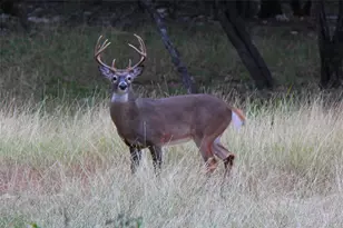 2055 Island View, Canyon Lake, TX 78133 - Photo 4