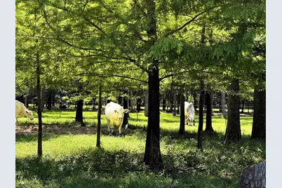 00000 County Road 540, Alvin, TX 77511 - Photo 4