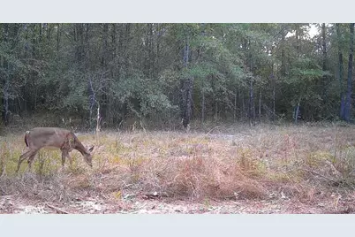 1653 Private Road 8160, Lovelady, TX 75851 - Photo 14