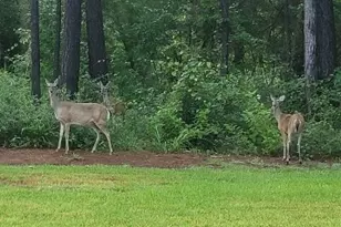 797 Lonestar Rd, Huntsville, TX 77340 - Photo 32